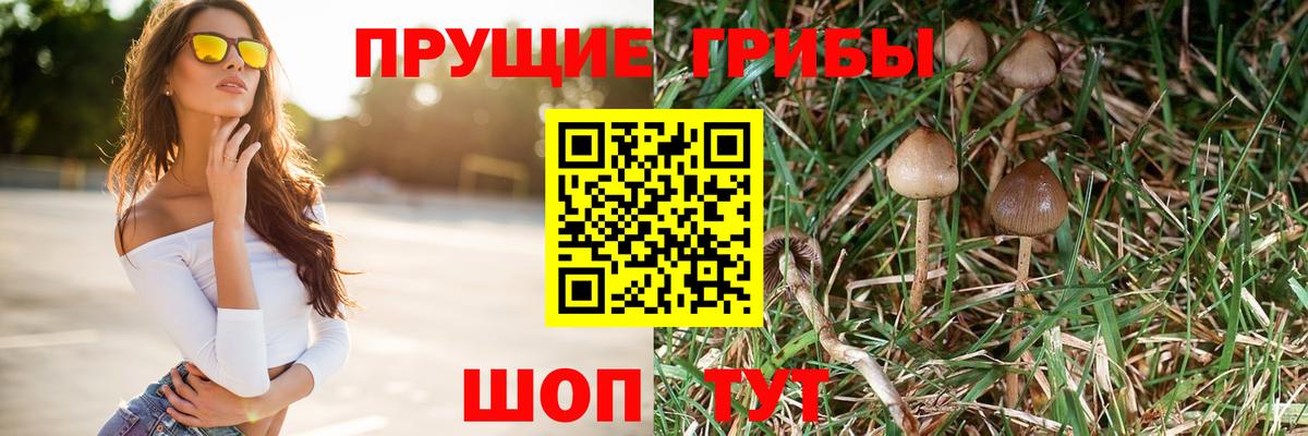 Псилоцибиновые грибы Psilocybe Алатырь